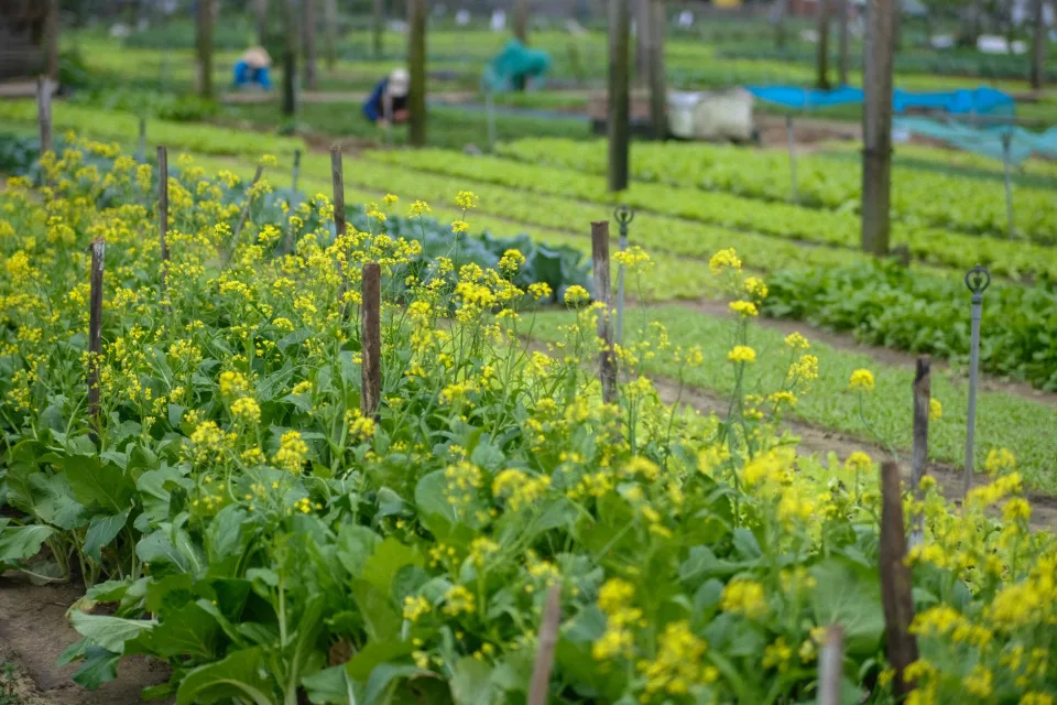 Hộp trái cây theo mùa