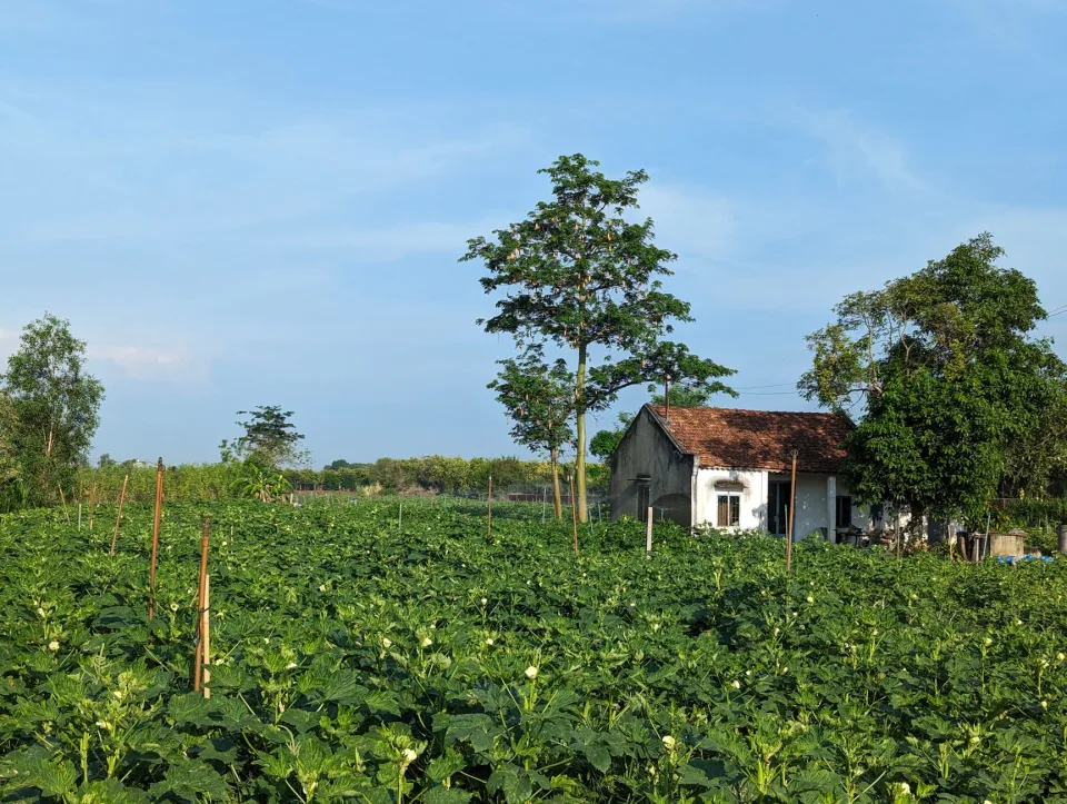 Vườn nhà Nguyễn Thị Thùy Trang